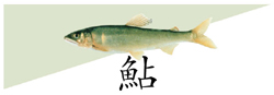 鮎